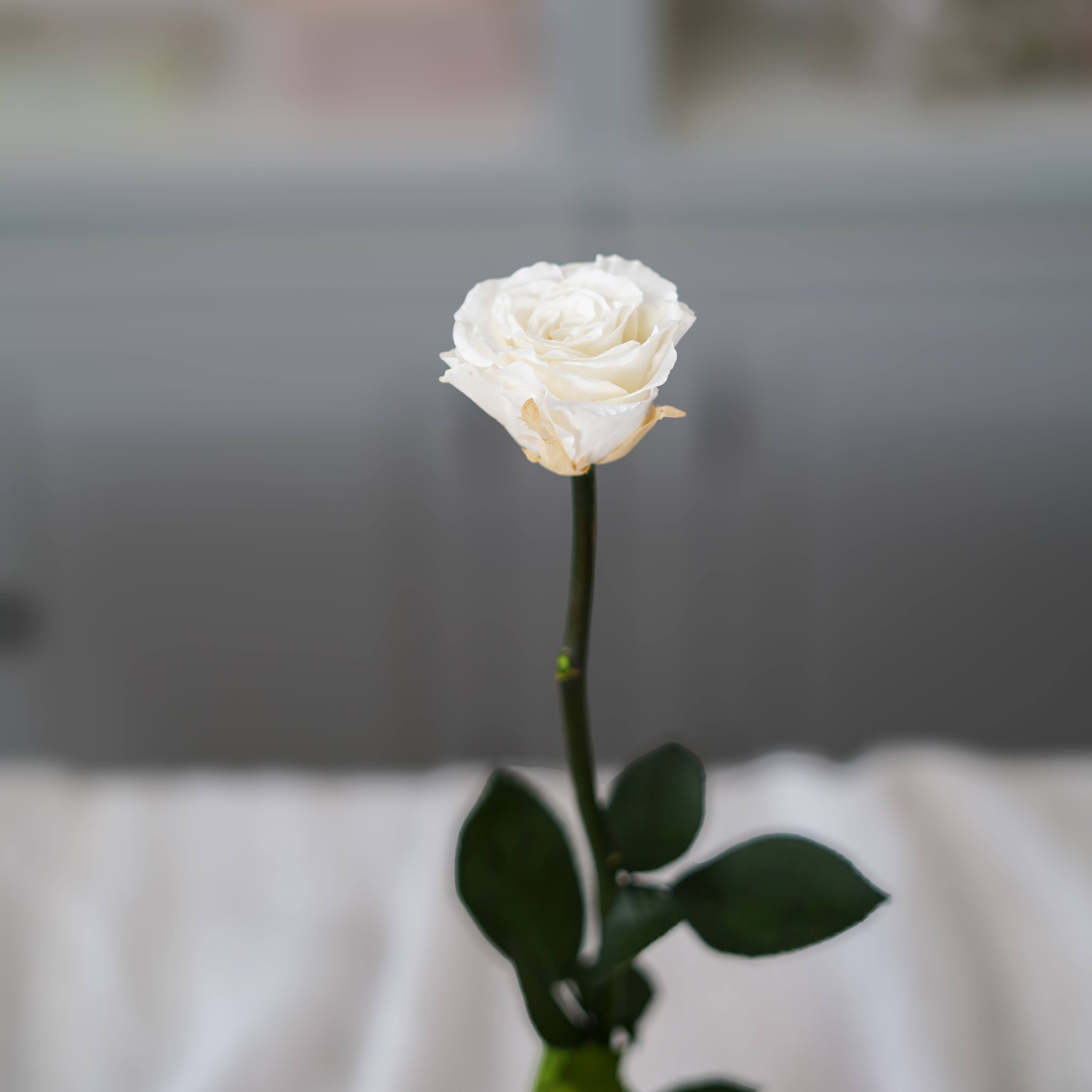 Flowrette Rose éternelle fleur stabilisée ivoire x1