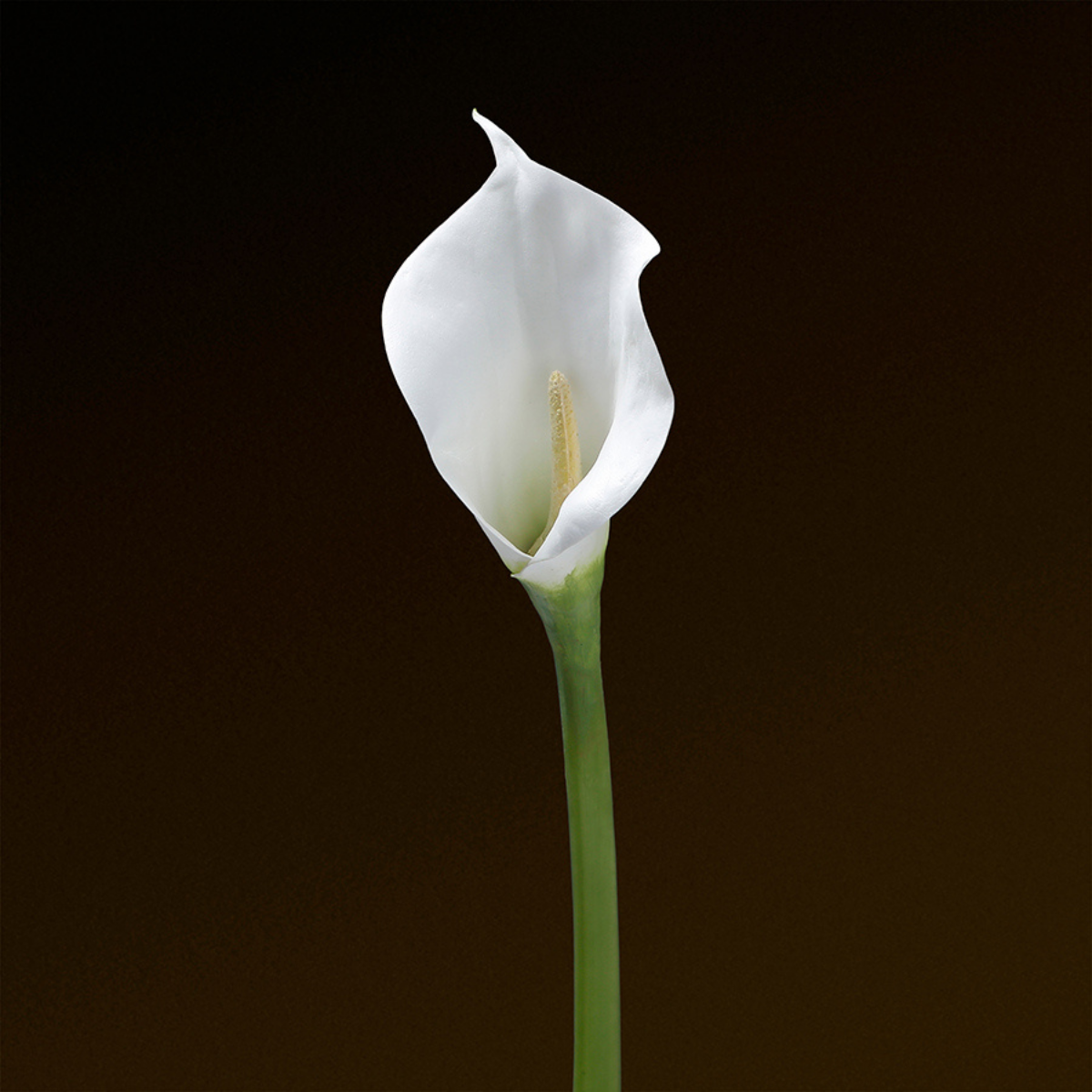 Sia Home Arum spathe court Premium blanc 75 cm tige