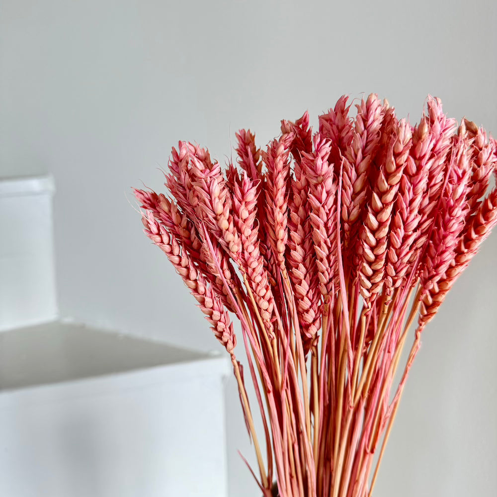 Flowrette Blé Botte Séchée Vieux Rose Épis x1 Rose