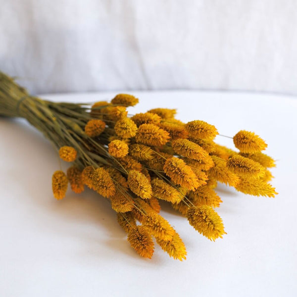 Flowrette Phalaris botte fleurs séchées safran jaune soleil