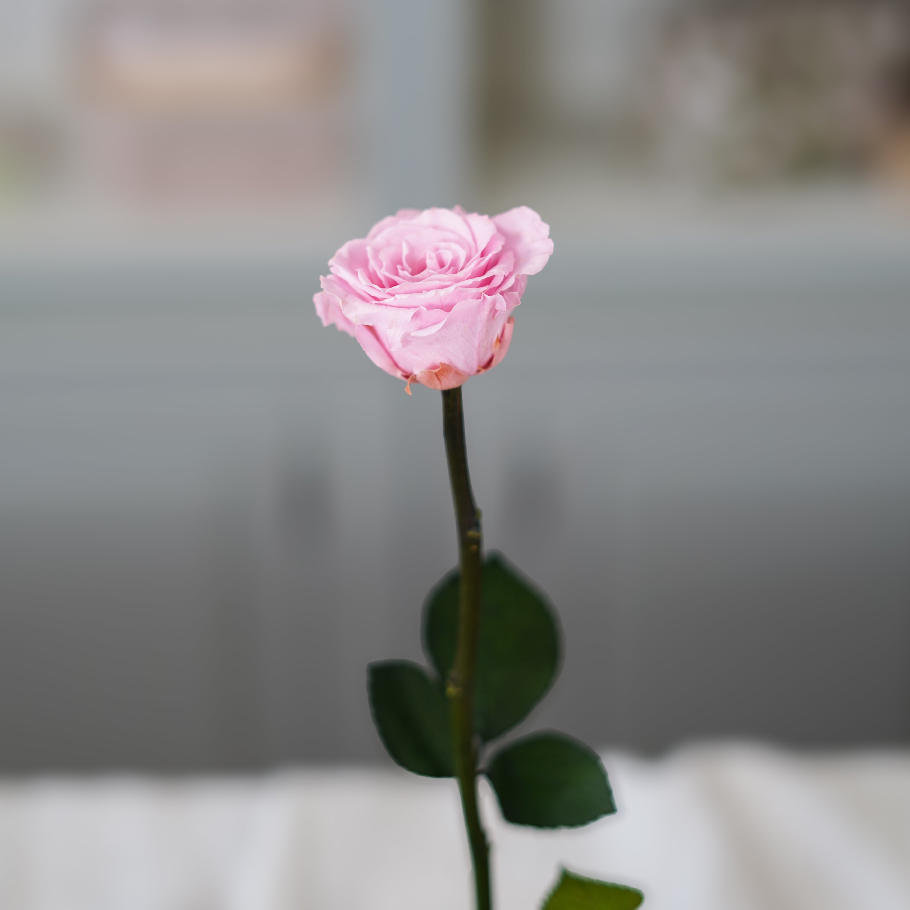 Flowrette Rose éternelle rose pâle fleur stabilisée unité