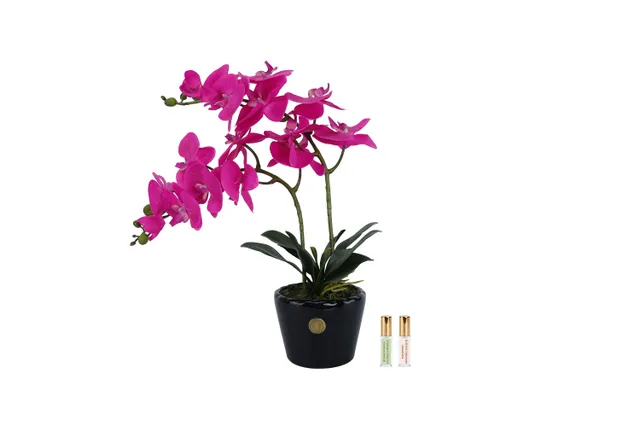 Côte Noire Perfumed Flowers DOP09 double orchidée fuchsia