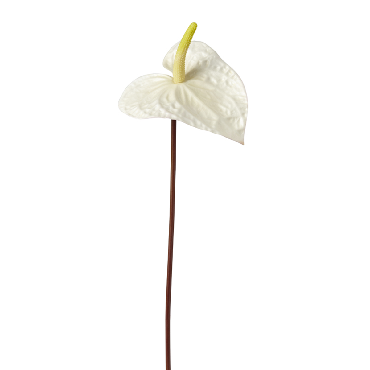 Sia Home Anthurium Painters Palette tige blanc 67 cm