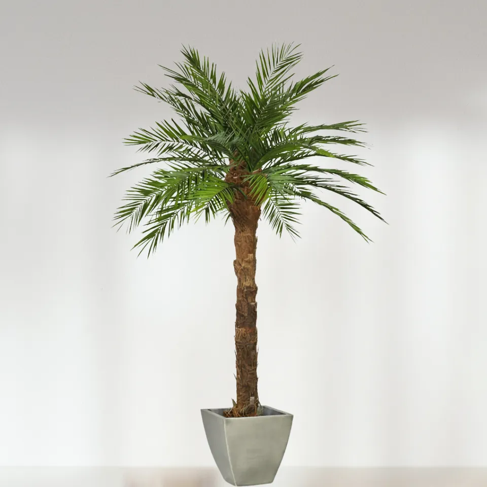 Ateliers Ouchamp Palmier Phoenix stabilisé plante 1m80