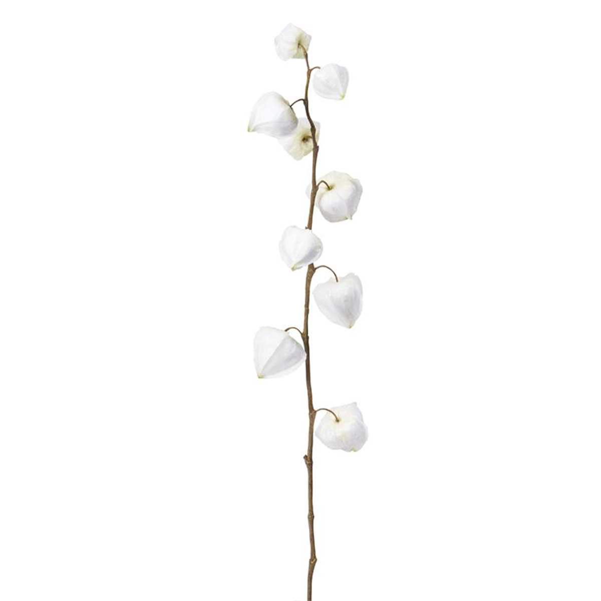 Sia Home Physalis Marly tige artificielle rose 54 cm