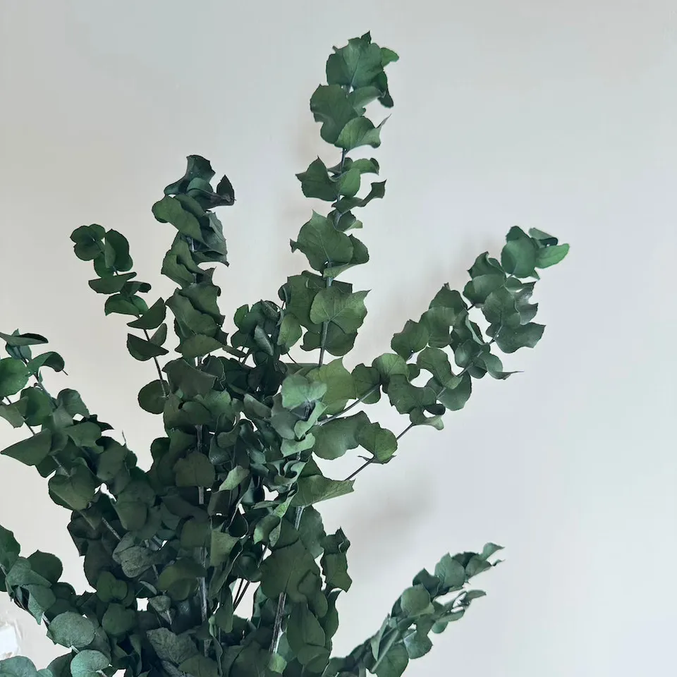 Flowrette Eucalyptus Stuartiana Vert Botte Fleurs Séchées x1