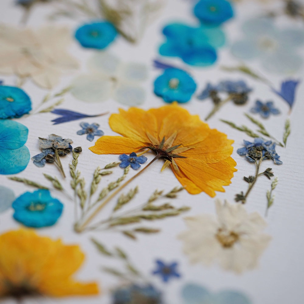 Flowrette Rêve en fleur herbier fleurs séchées A4