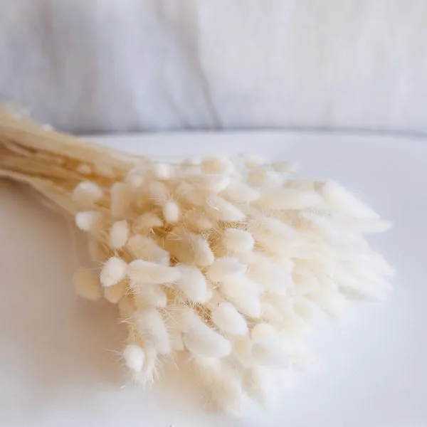 Flowrette Lagurus botte fleurs séchées blanc