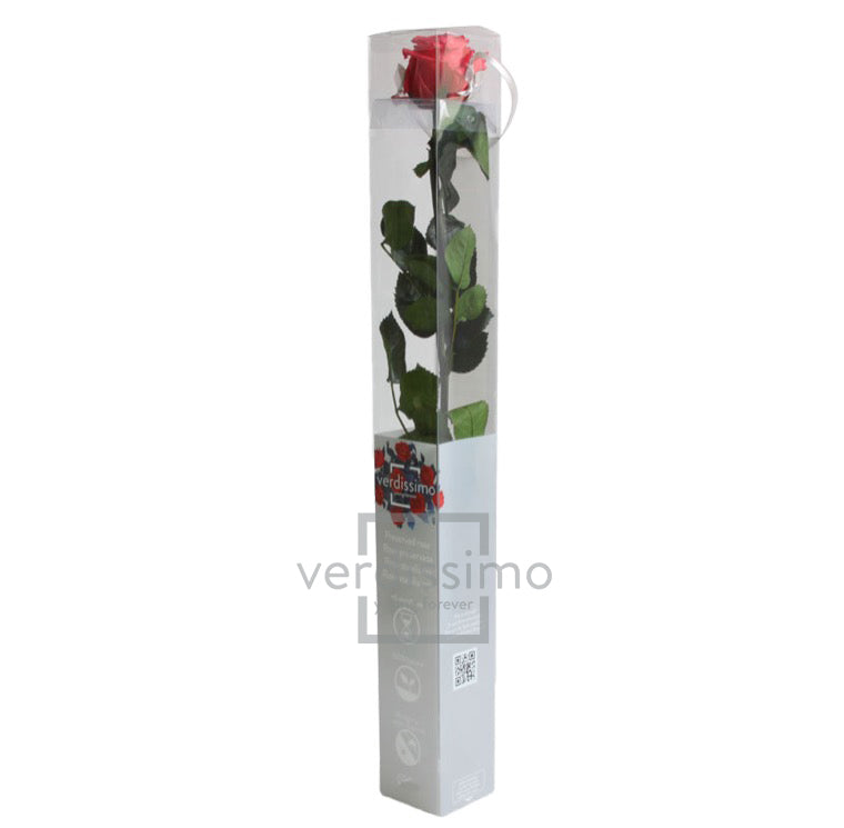 Feuillazur Rungis Séchés et Stabilisés rose stabilisée rouge 54 cm