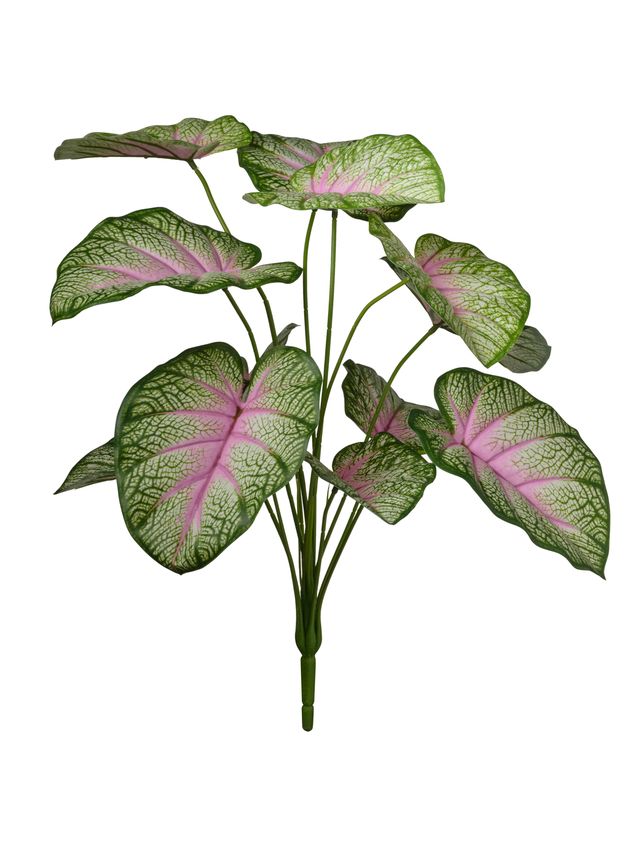 Feuillazur Rungis Branche de caladium feuillage vert rose 60 cm
