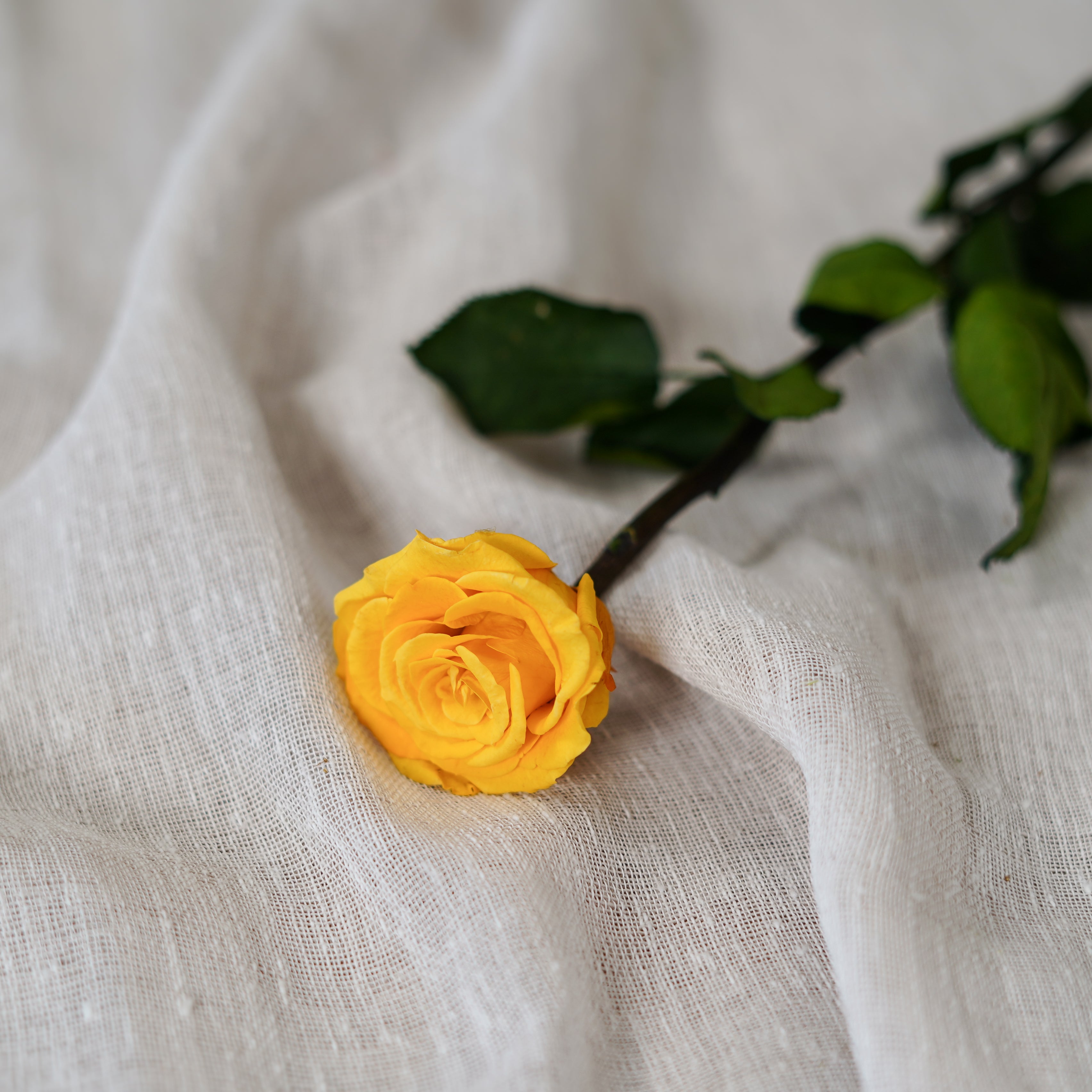 Flowrette rose éternelle Safran stabilisée jaune x1