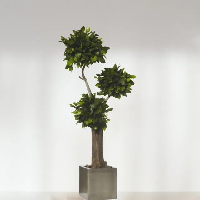 Ateliers Ouchamp Jumbo Salal stabilisé arbre 1m60