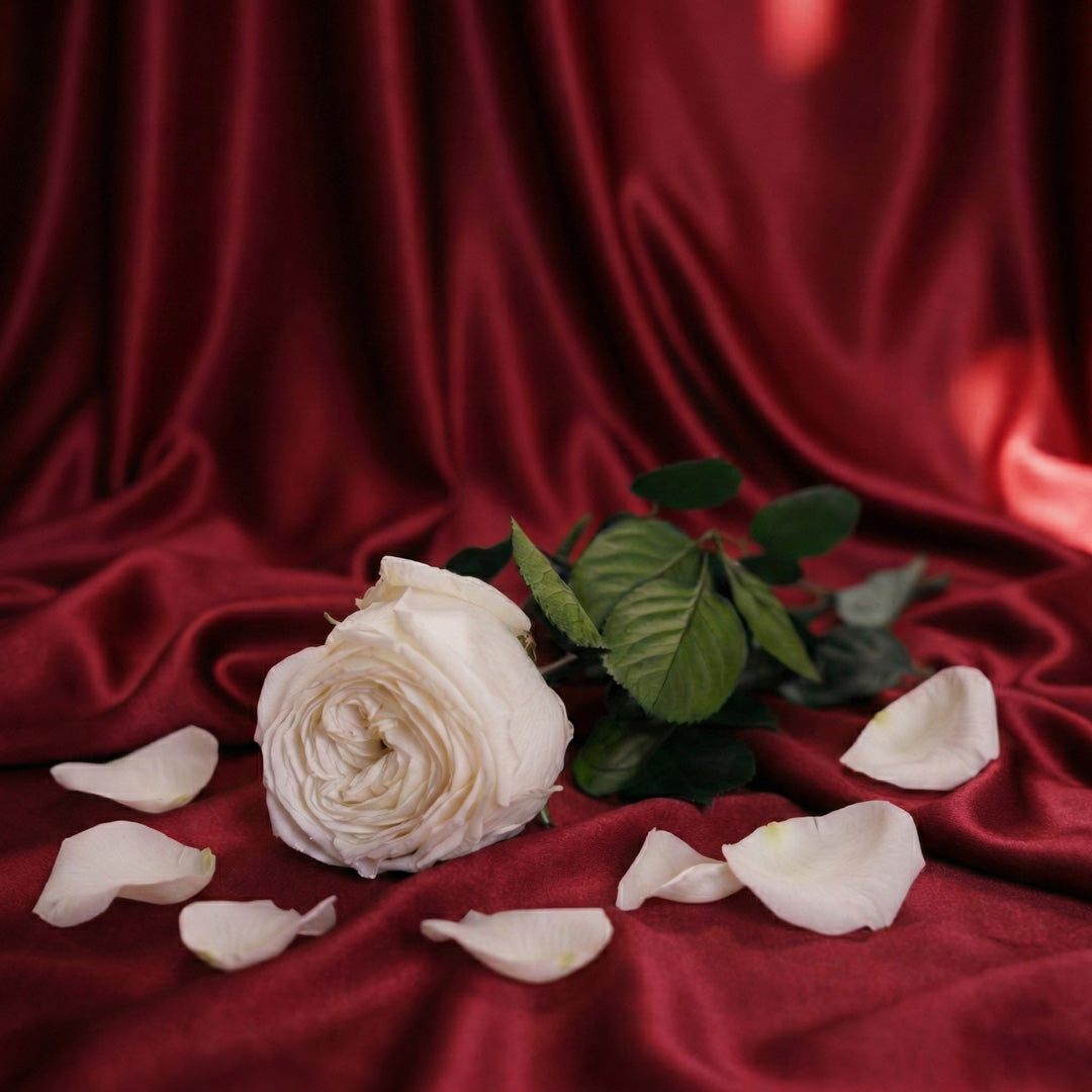 Flowrette Rose Anglaise Blanche stabilisée x1 éternelle