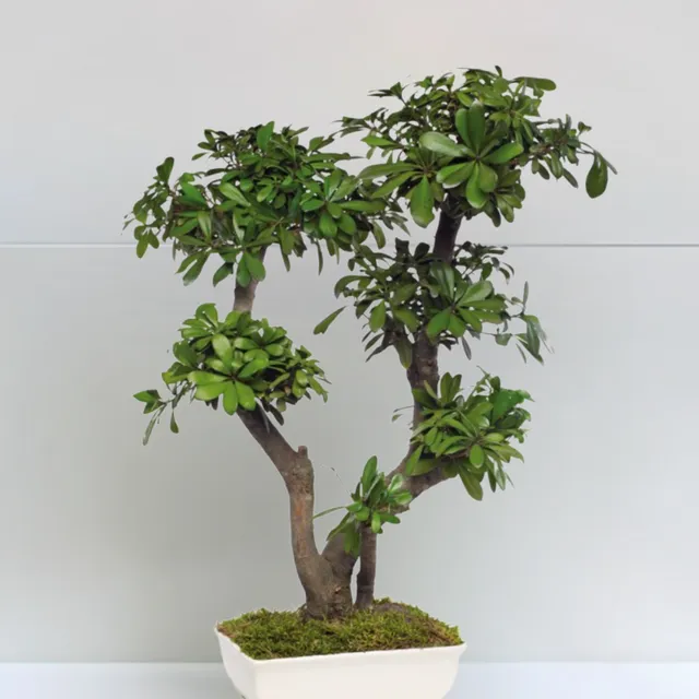 Ateliers Ouchamp Plantes Bonsaï Tobira stabilisé pot blanc 50 cm