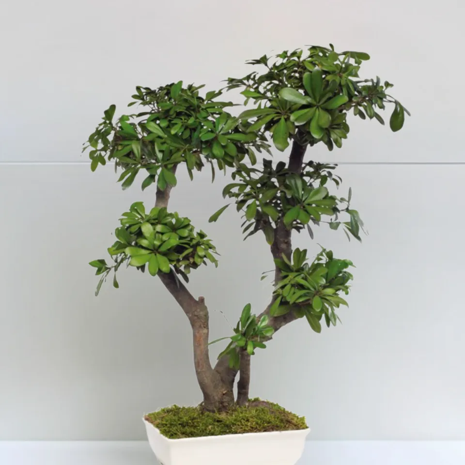 Ateliers Ouchamp Plantes Bonsaï Tobira stabilisé pot blanc 50 cm