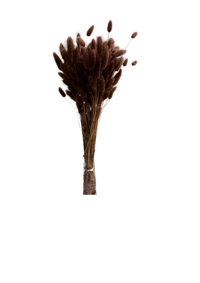Feuillazur Rungis Lagurus fleur séchée 70 cm naturel