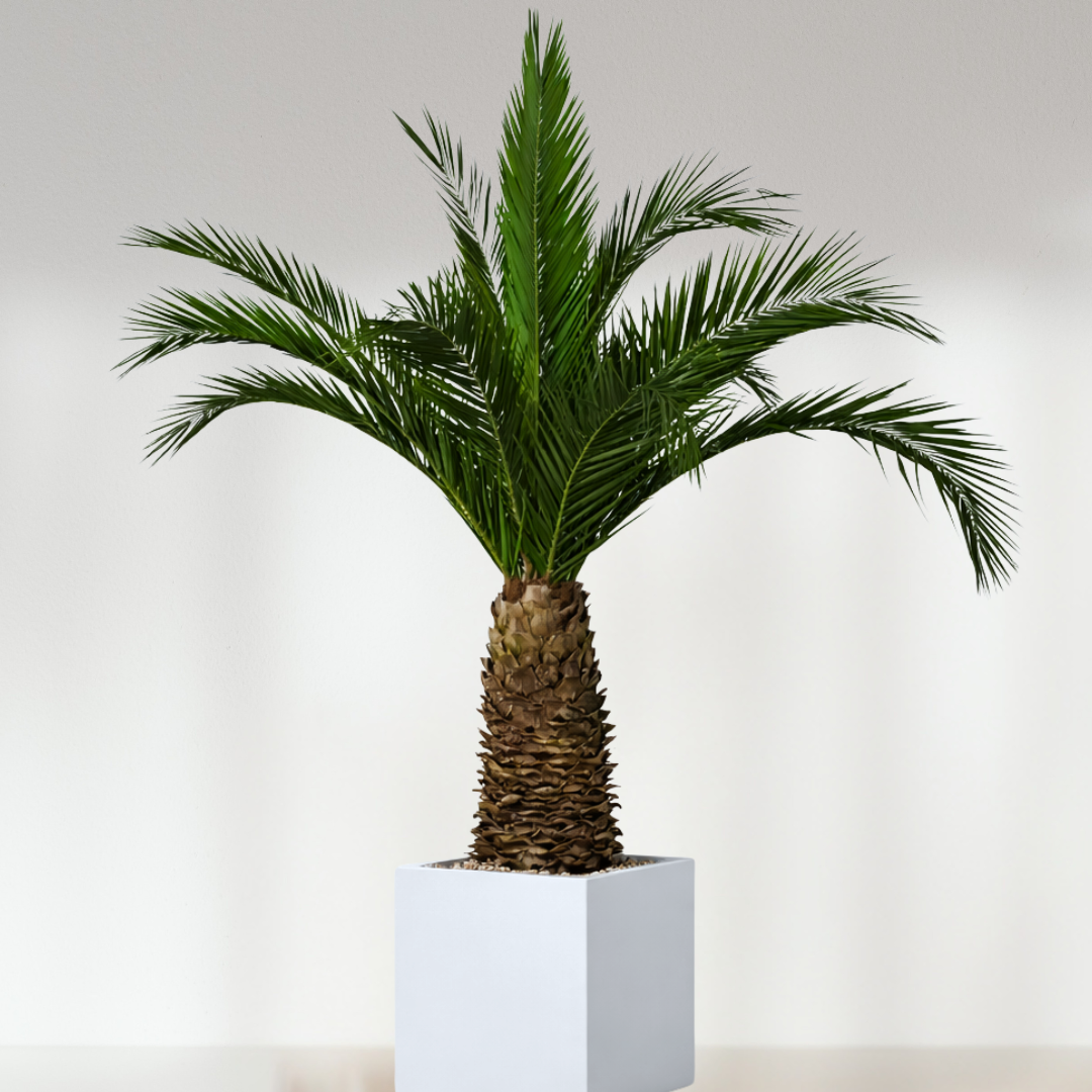 ATELIERS OUCHAMP Plantes Palmier Phoenix Agave 230 cm