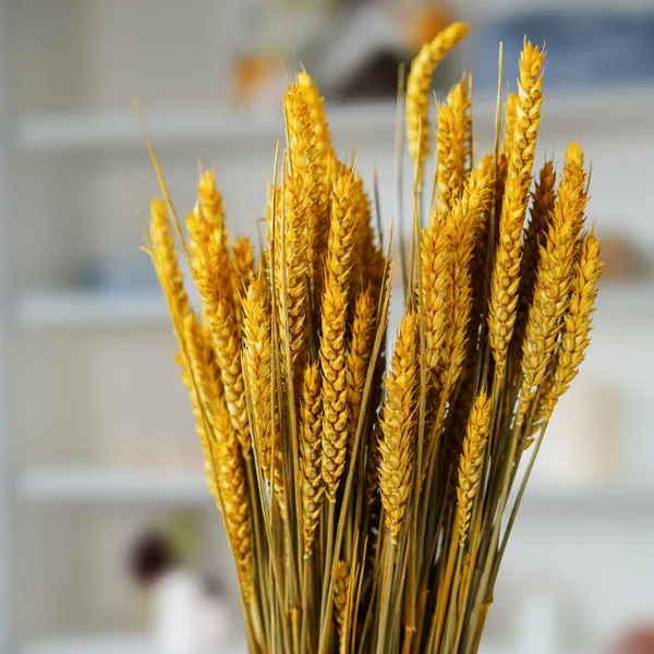 Flowrette Fleurs séchées Botte Blé Jaune fleurs séchées jaune