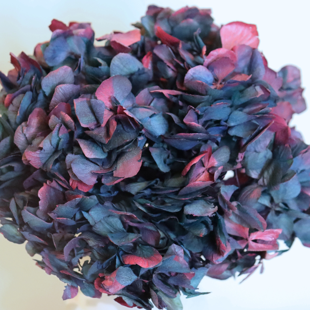 Ateliers Ouchamp Tête Hortensia bicolore blanc rose