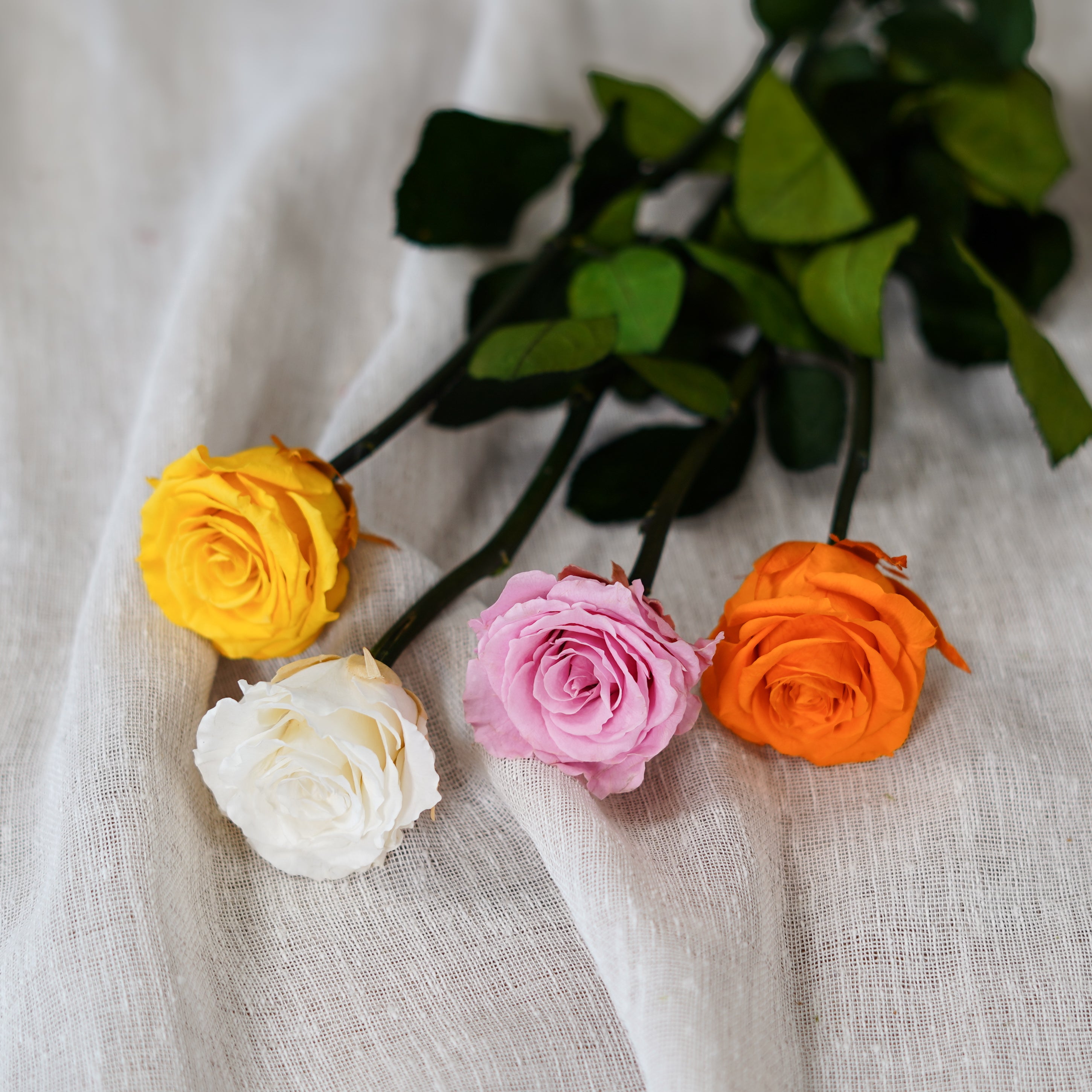 Flowrette Rose éternelle rose pâle fleur stabilisée unité