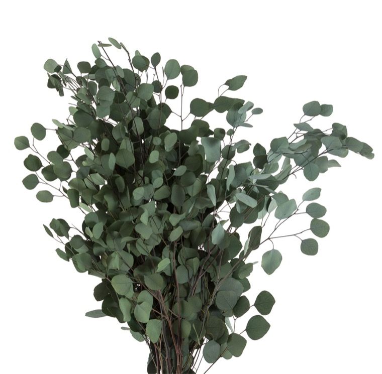 Feuillazur Rungis Eucalyptus Populus stabilisé vert 80cm