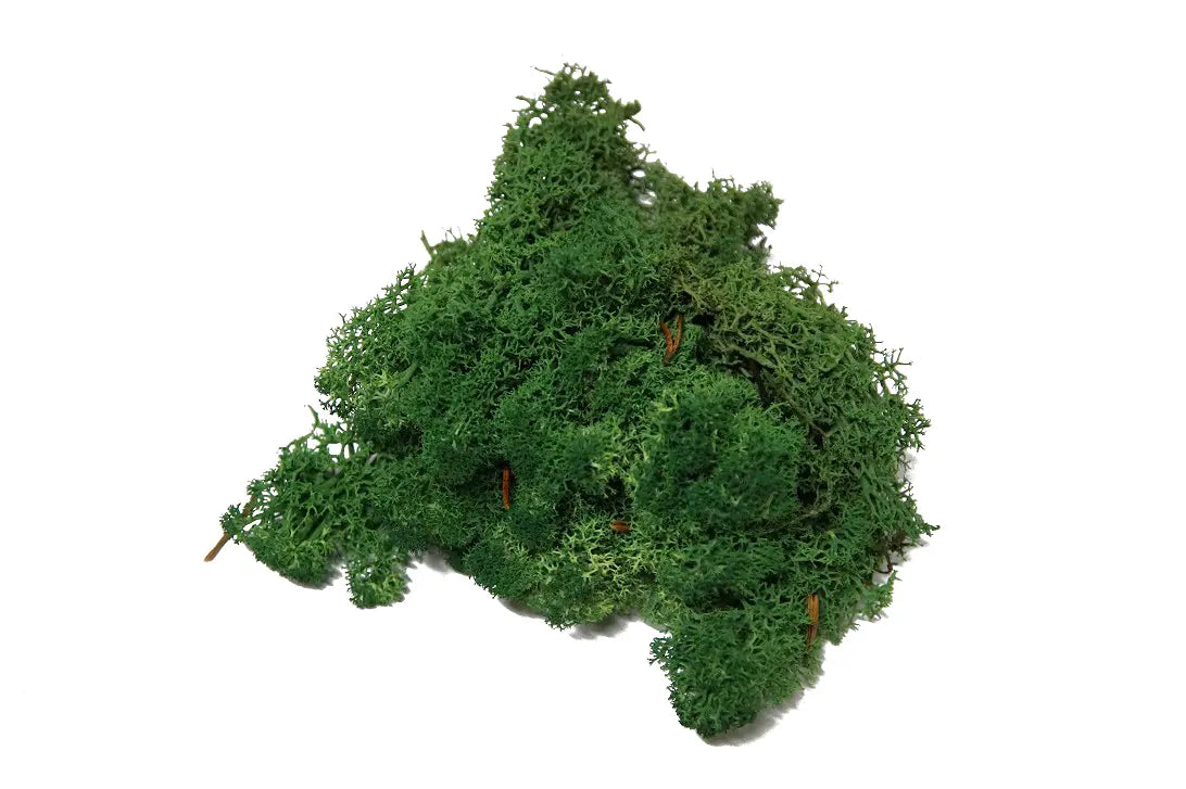 Feuillazur Rungis Lichen mousse stabilisée Spring Green 500g