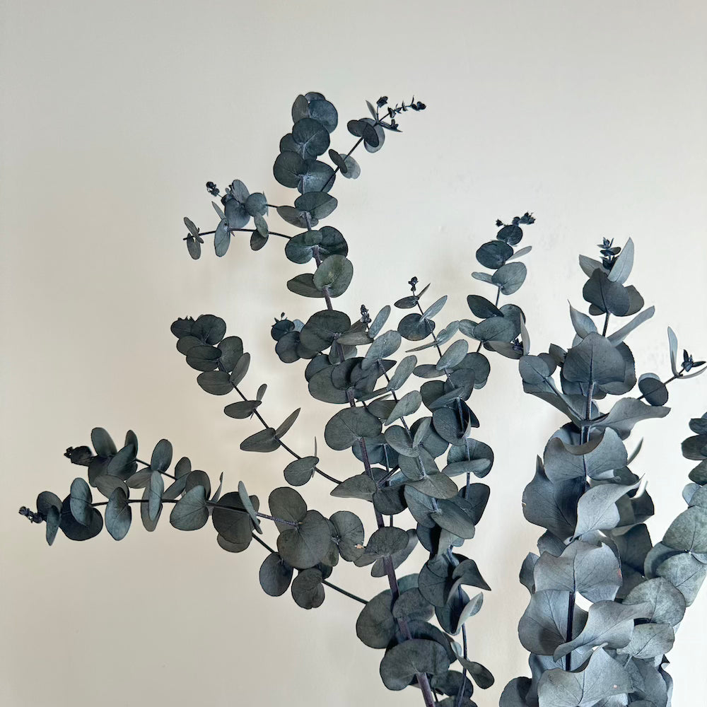 Flowrette Eucalyptus Cinerea botte fleur séchée x1