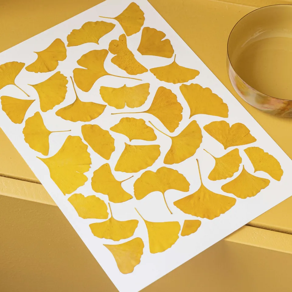 Flowrette Herbier Camaieux de Ginkgo A4 feuilles séchées