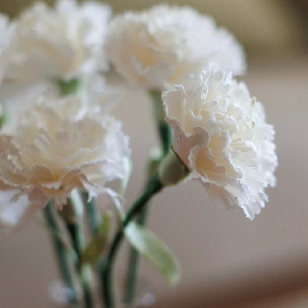 Flowrette Fleurs en papier Oeillet blanc fleur x1 éternelle
