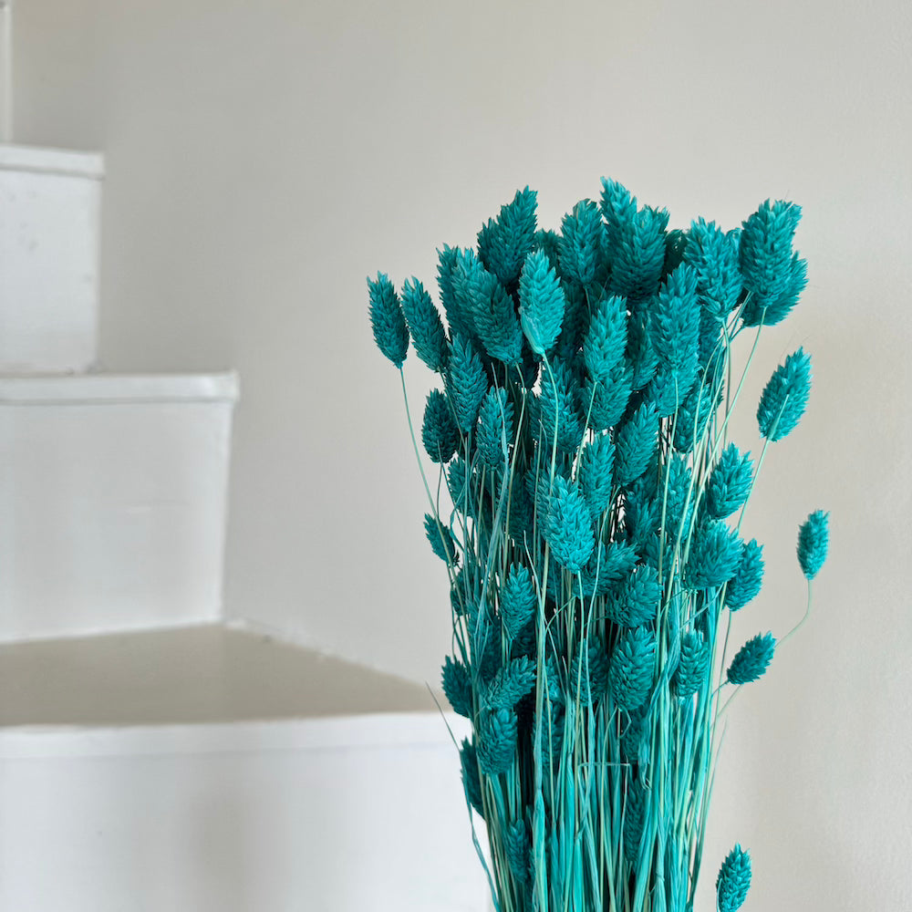 Flowrette Fleurs séchées botte phalaris turquoise x1 rustique