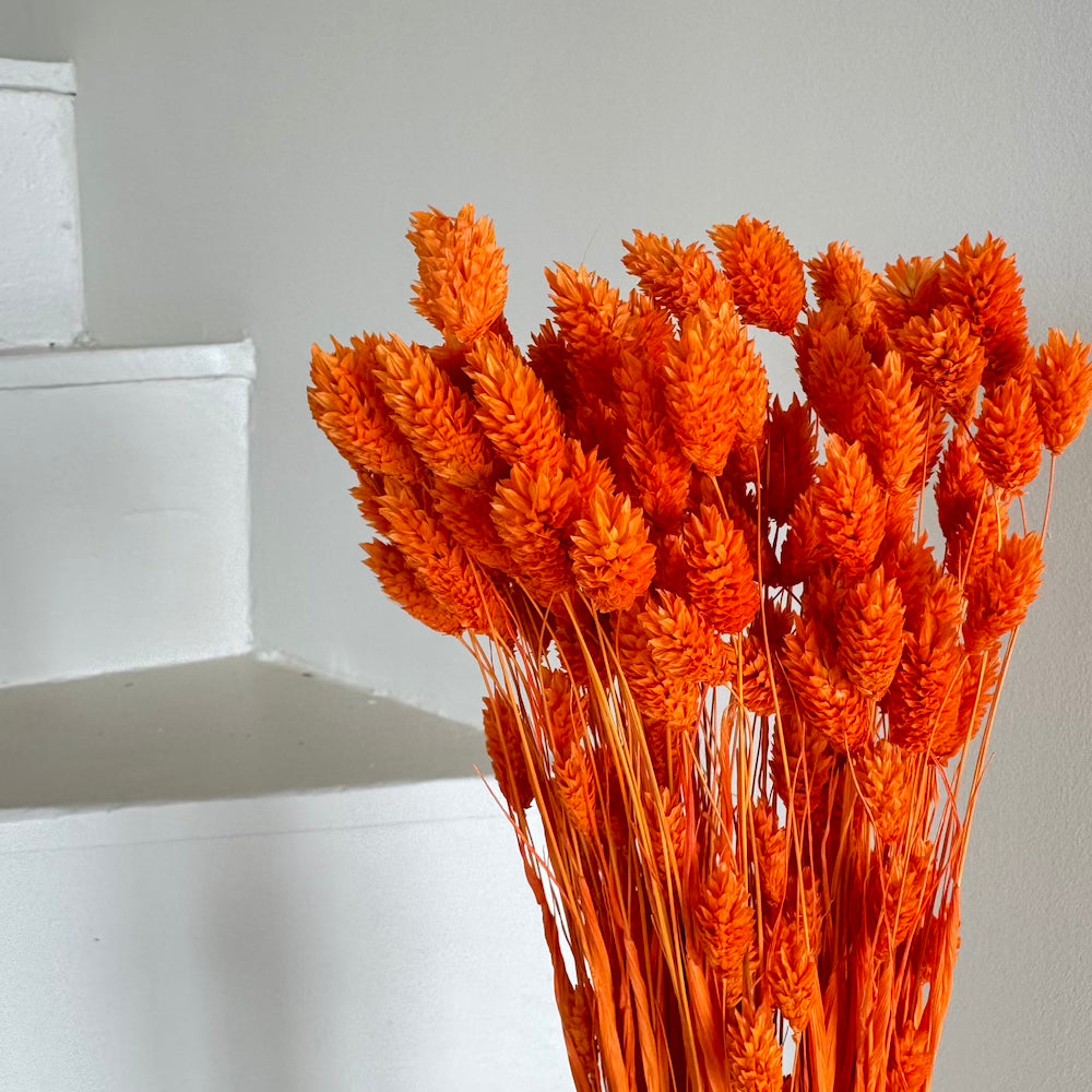 Flowrette Fleurs séchées Botte Phalaris orange foncé séchée x1