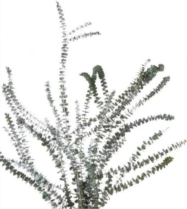 Feuillazur Rungis Eucalyptus feuillage stabilisé vert 80 cm