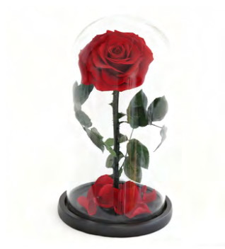 Feuillazur Rungis Rose sous cloche stabilisée rouge 17x32cm