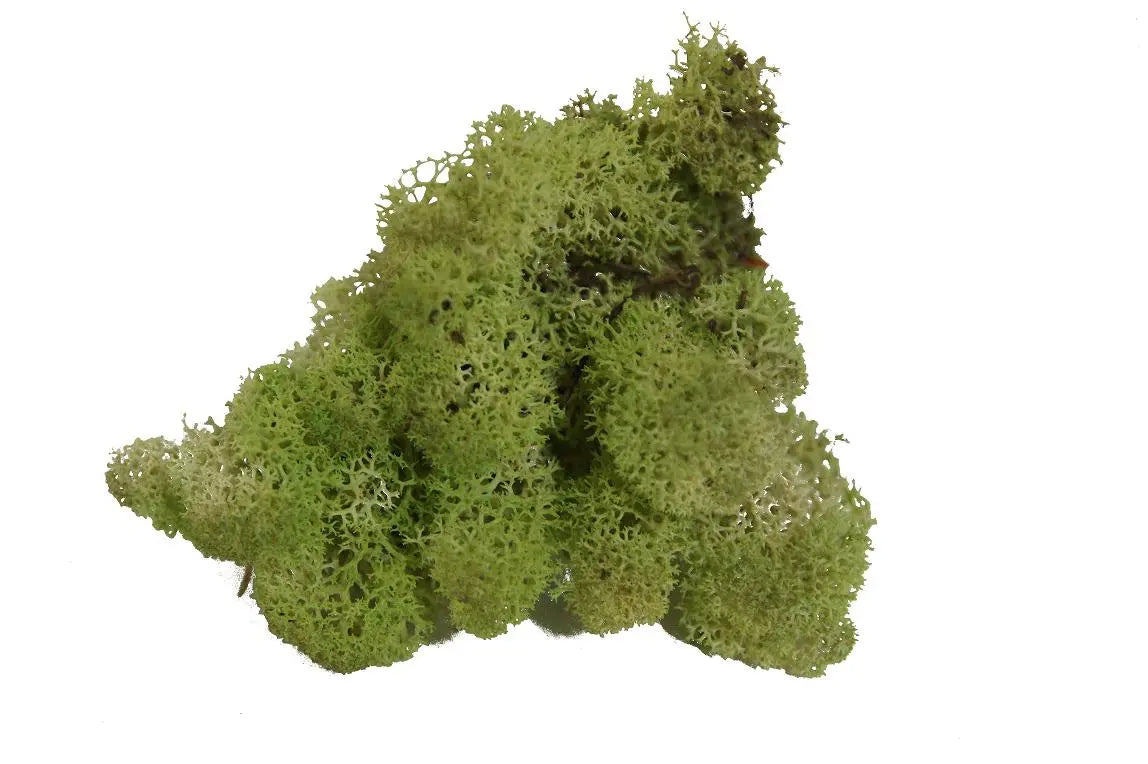 Feuillazur Rungis Lichen mousse stabilisée Spring Green 500g