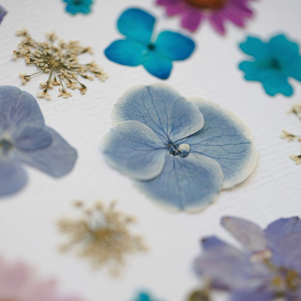 Flowrette Éclats de Lavande herbier fleurs séchées A4