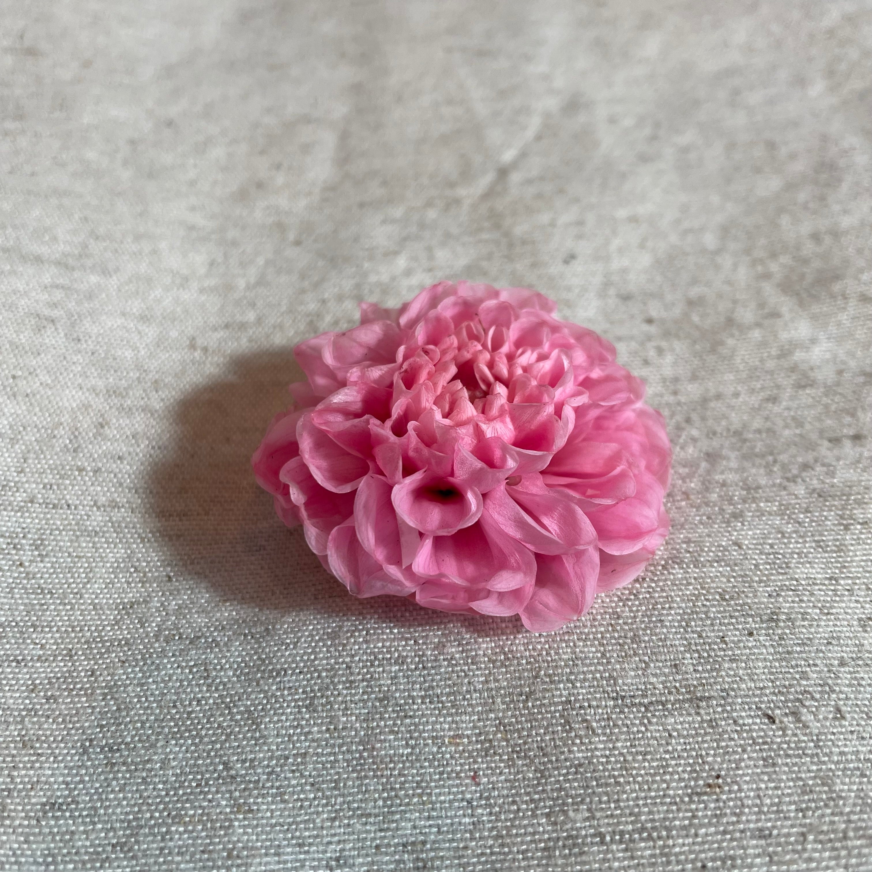 Ateliers Ouchamp Place de Breteuil boucles d’oreilles ivoire dahlia 5 cm