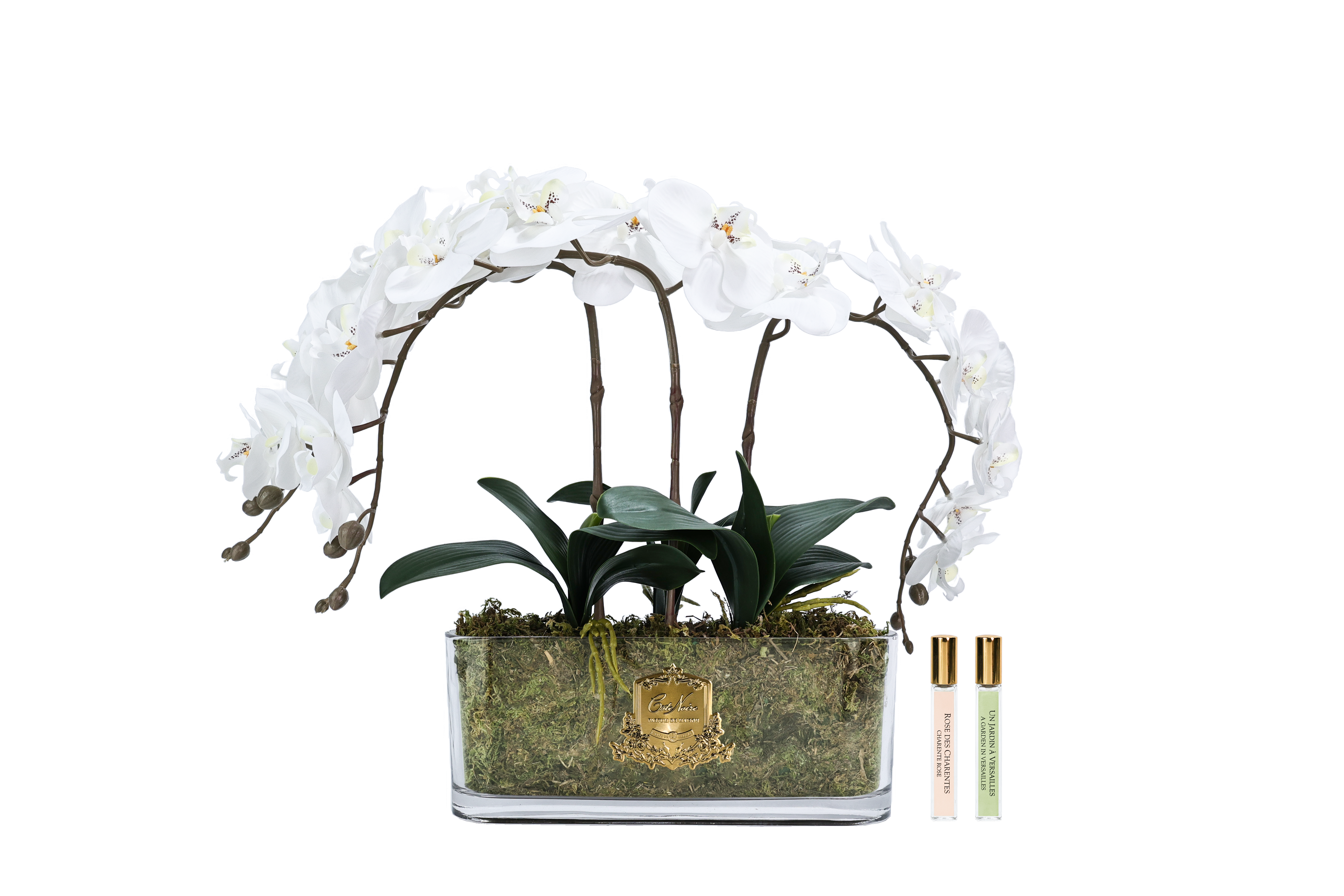 Côte Noire Perfumed Flowers OOV01 orchidée ivoire vase ovale