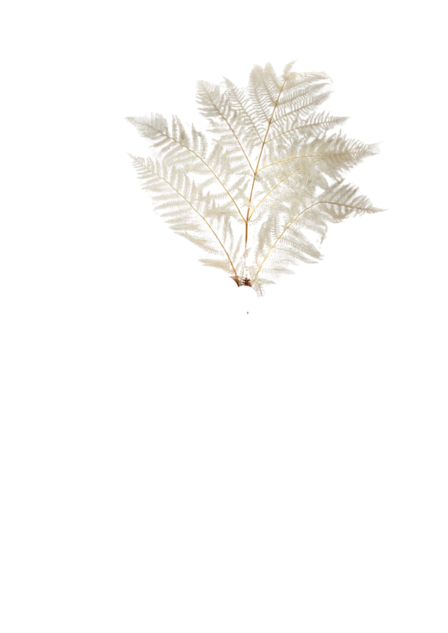 Feuillazur Bracken Fern fougère stabilisée vert et jaune