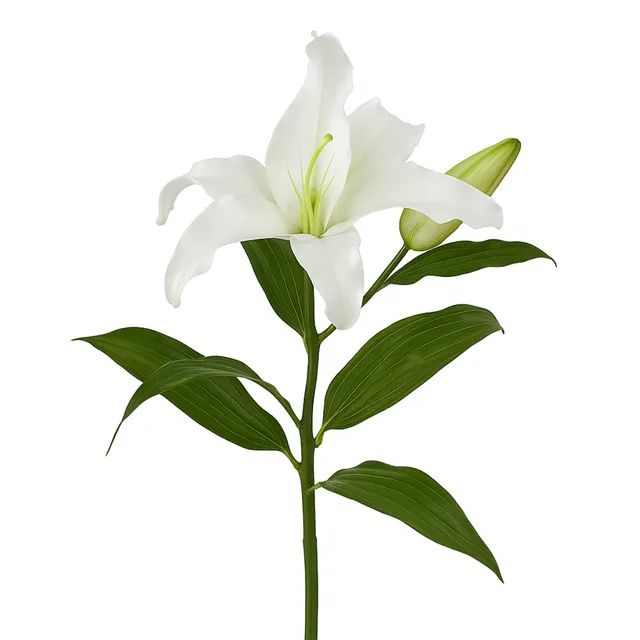 Sia Home Lys Casablanca tige artificielle blanc 65 cm premium