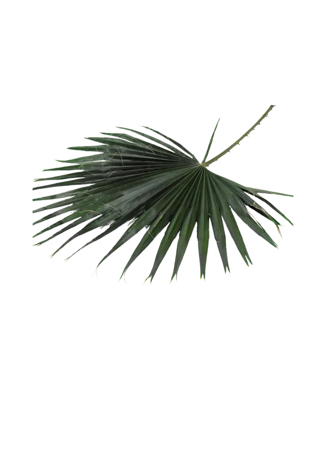 Feuillazur Rungis Washingtonia feuille stabilisée vert 60/80cm