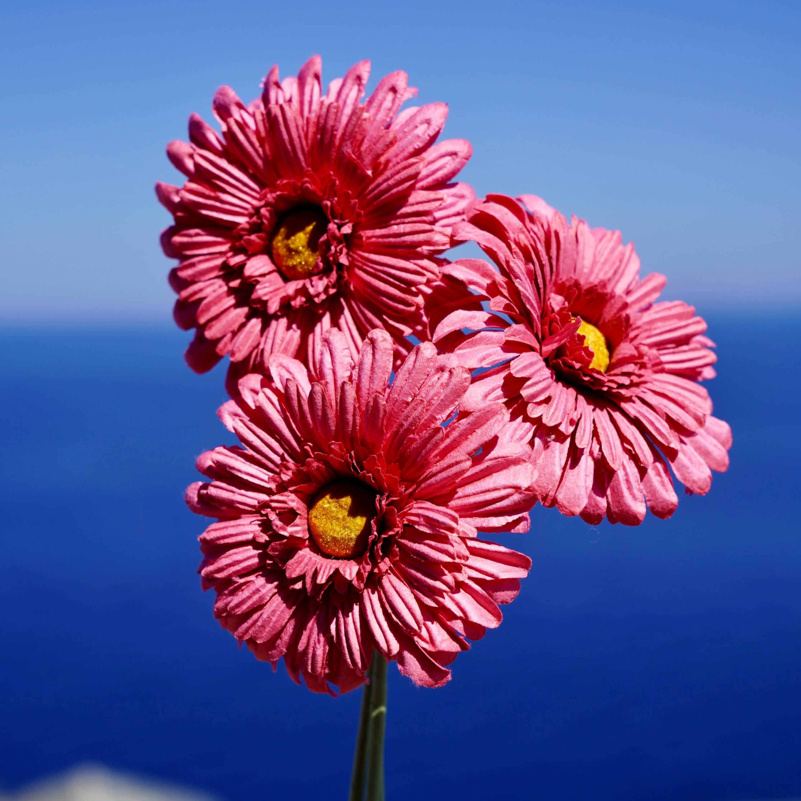Flowrette Gerbera fleur papier fuchsia x1 élégante