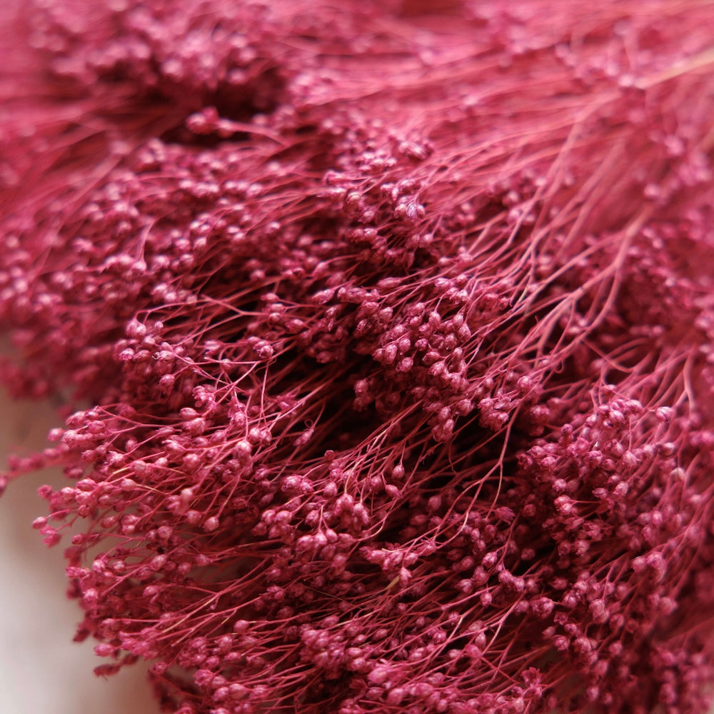 Flowrette Broom Bloom botte fleurs séchées violet x1