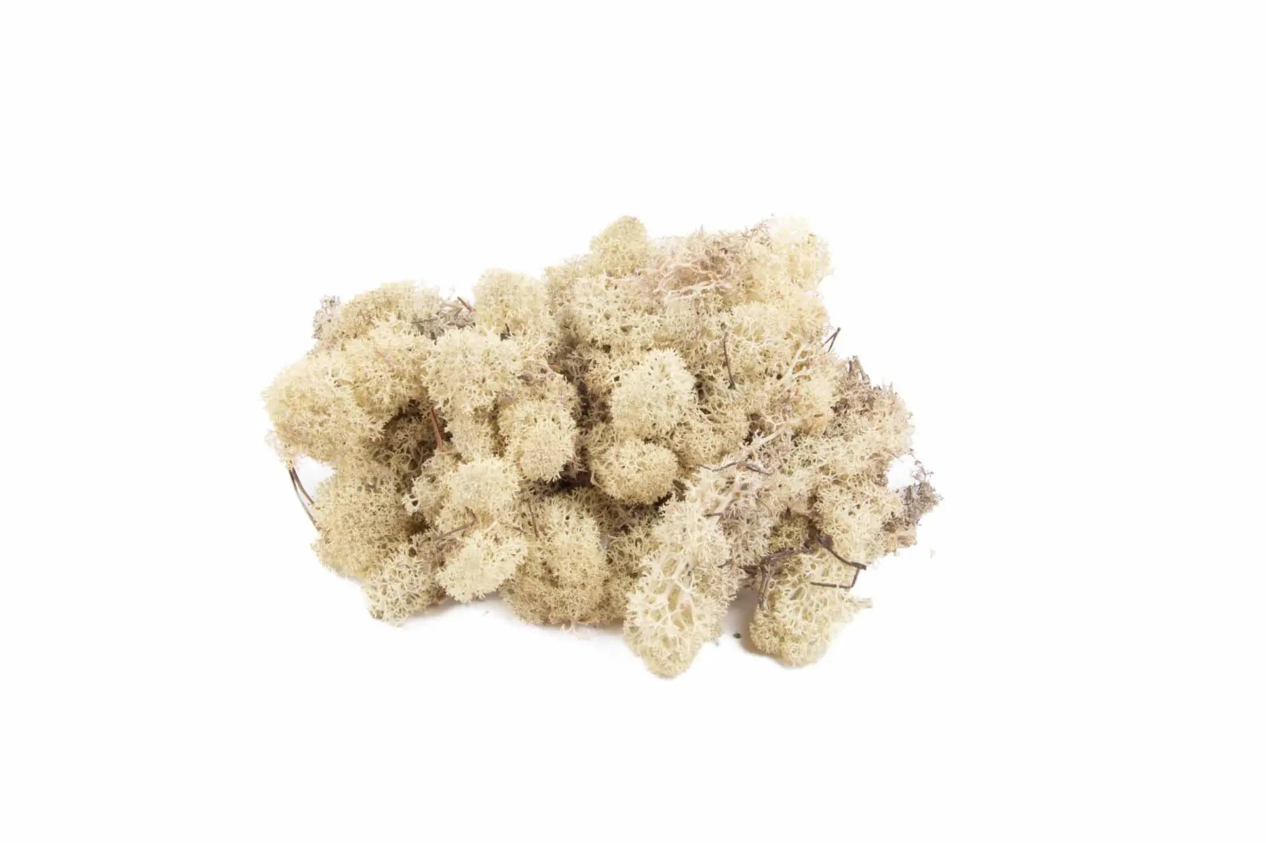 Feuillazur Rungis Lichen mousse stabilisée Spring Green 500g