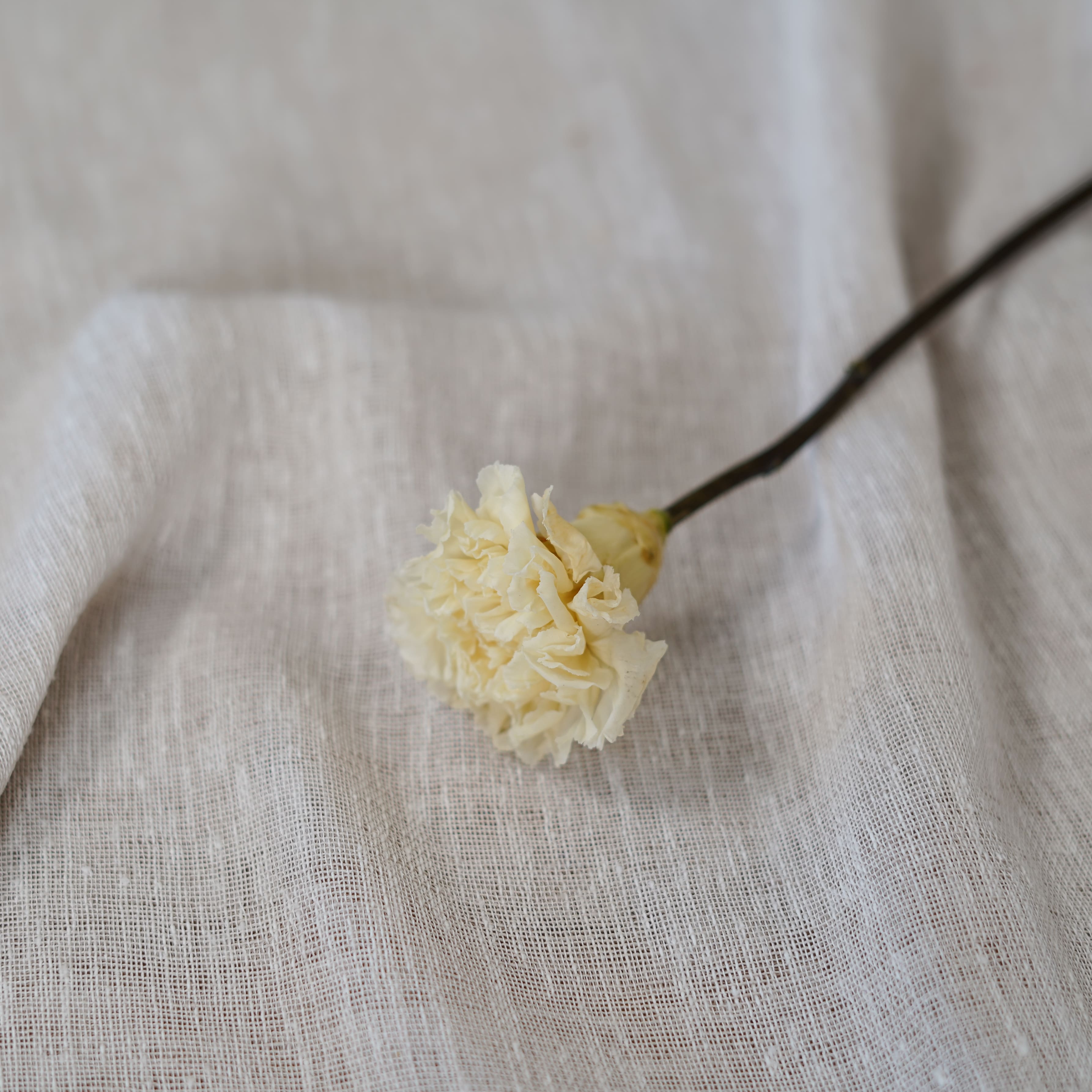 Flowrette Fleurs stabilisées Oeillet ivoire x1 naturel durable