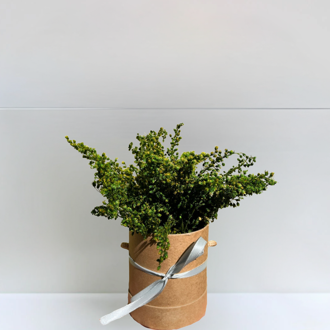 Ateliers Ouchamp Plantes mini plante stabilisée boîte chapeau 20 cm