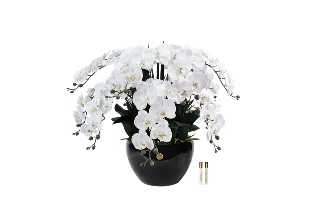 Côte Noire Perfumed GO01 orchidée géante blanche 74 cm