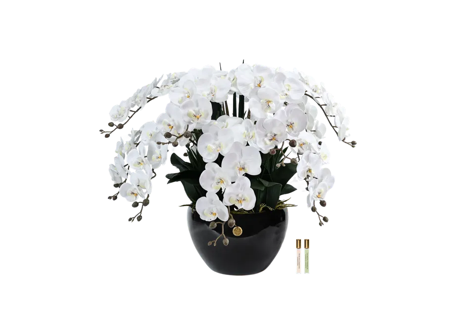 Côte Noire Perfumed GO01 orchidée géante blanche 74 cm