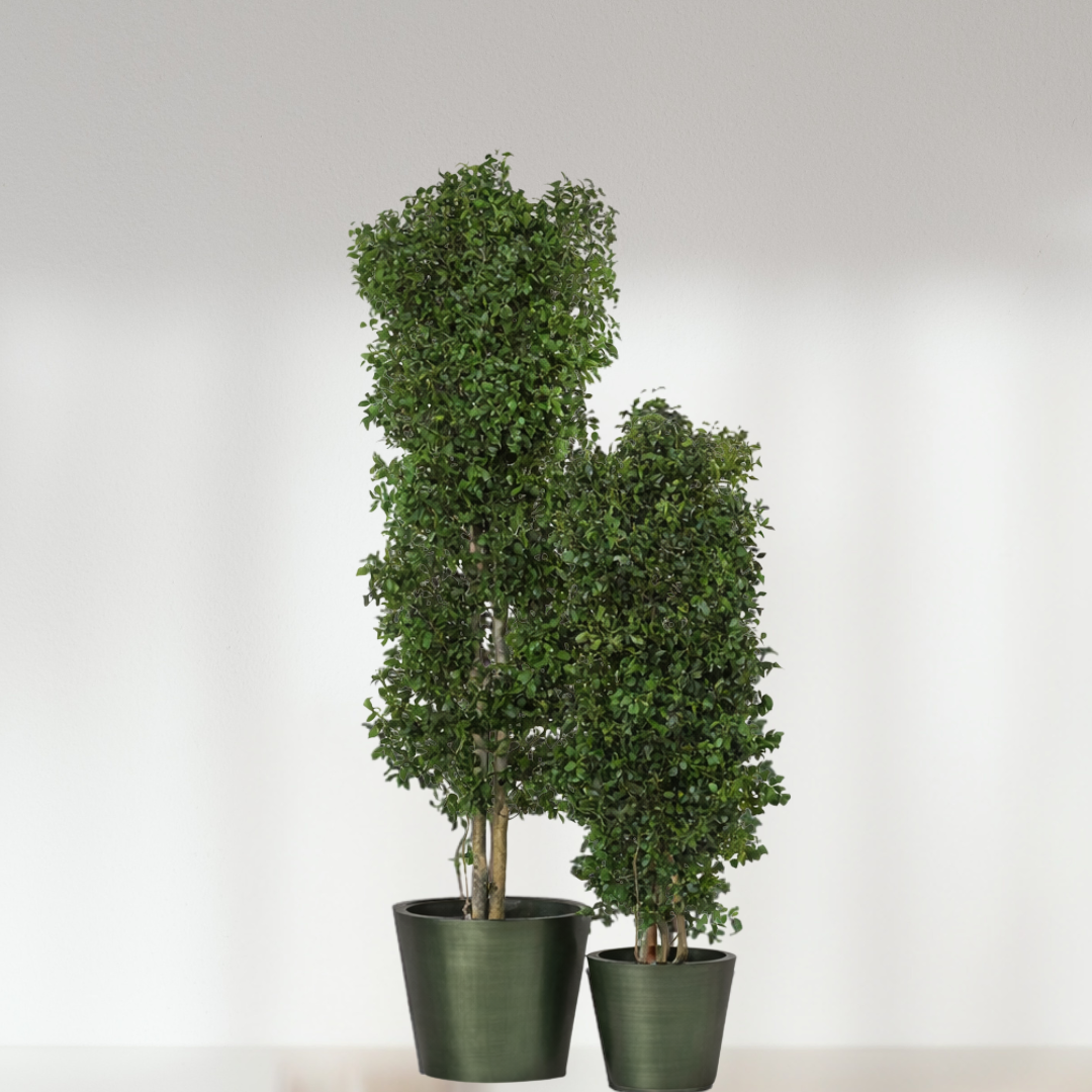 Ateliers Ouchamp Plantes Eucalyptus fin plante 1m30