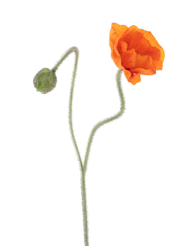 Feuillazur Rungis Coquelicot branche artificielle rouge 81cm