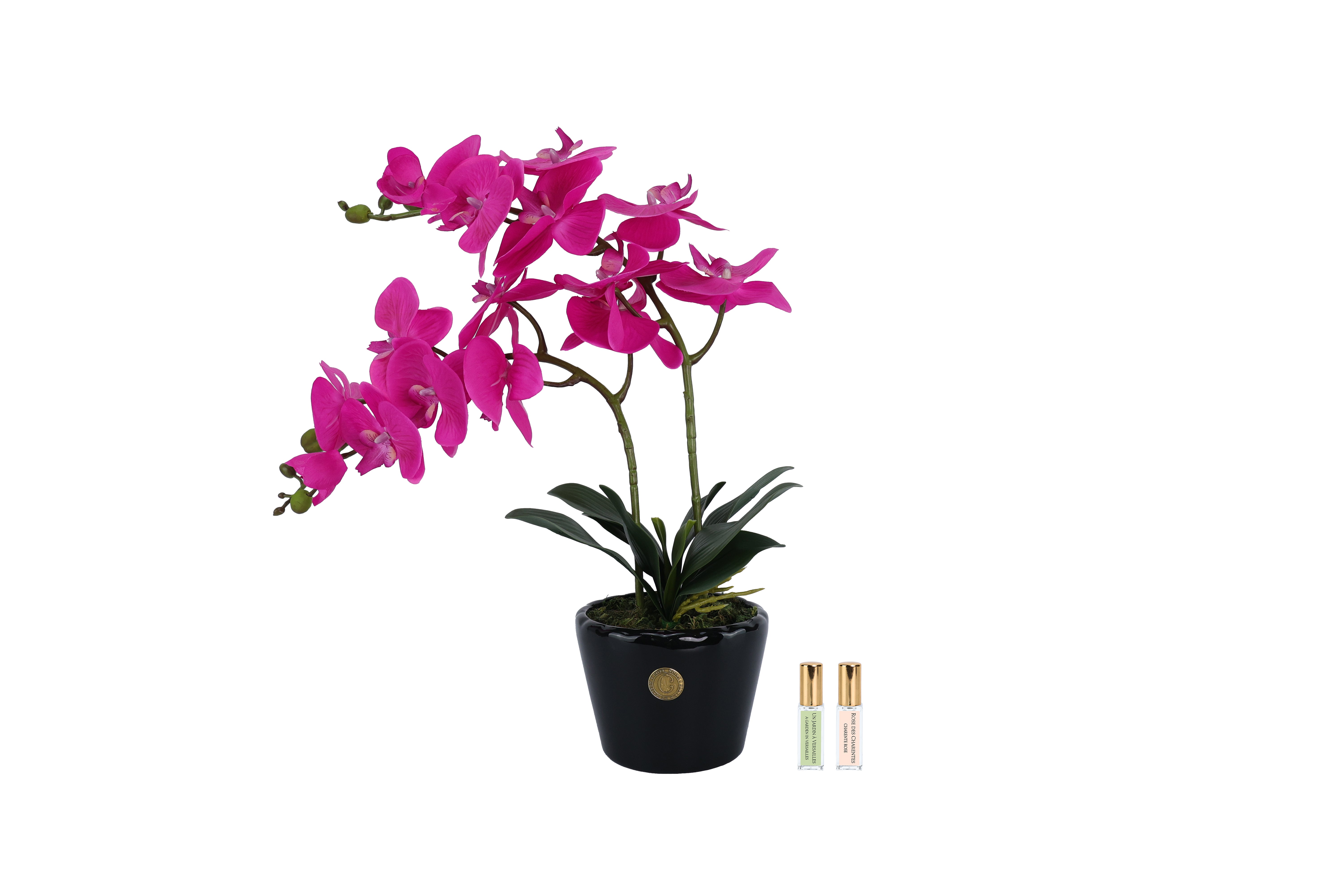 Côte Noire Perfumed Flowers DOP09 double orchidée fuchsia